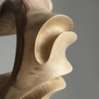 Light and shadow across carved walnut surface highlighting natural tonal variation