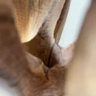 dualis-walnut-vase-interior-closeup Close-up of the interior cavity of the hand-carved walnut vase illuminated by natural light.